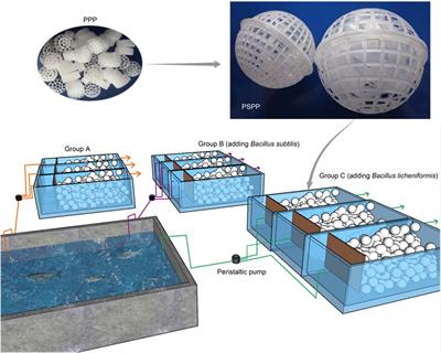 Strengthening and microbial regulation mechanism of Bacillus on purification device for grass carp culture wastewater